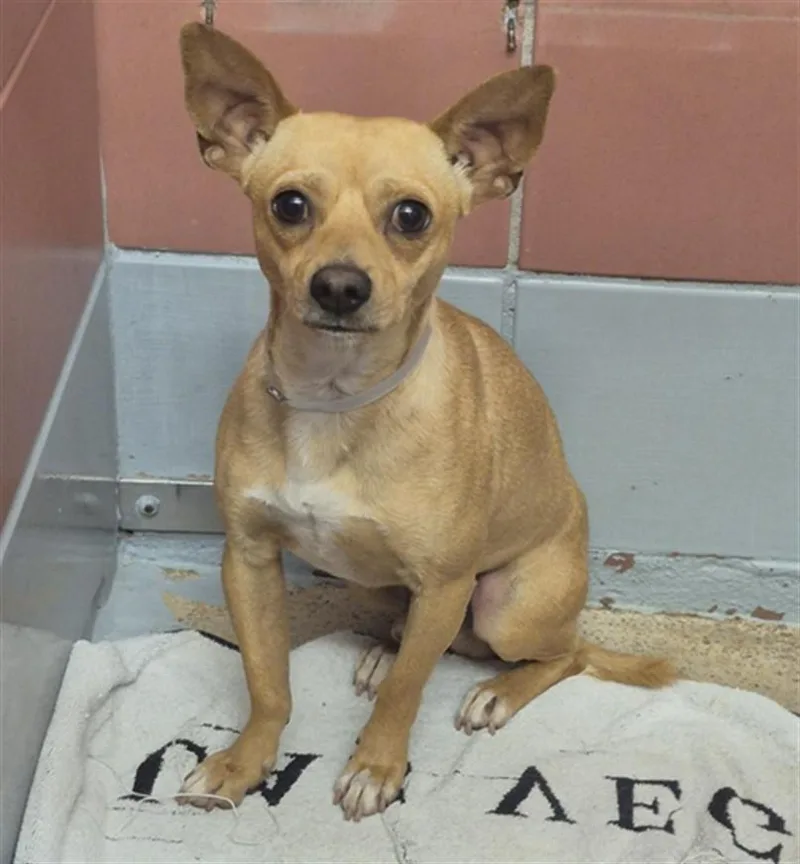 A young small-sized male Chihuahua dog named Sandler for adoption in Houston, TX