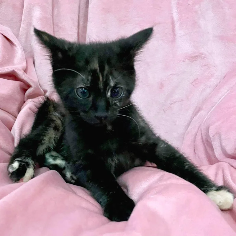 A baby small-sized female Black Domestic Short Hair cat named Hammer Head for adoption in Austin, TX