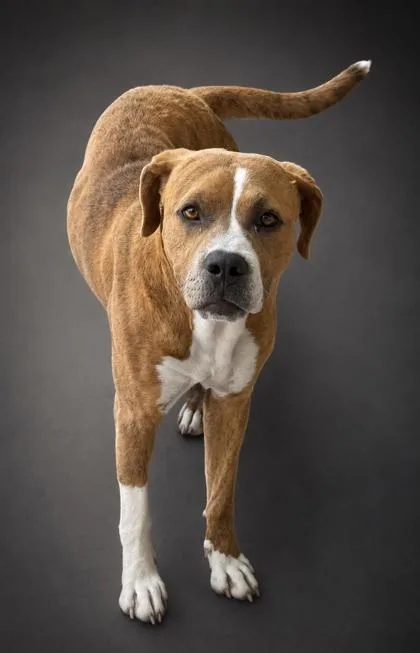 An adult large-sized male Pit Bull Terrier dog named Briar for adoption in Bowling Green, KY