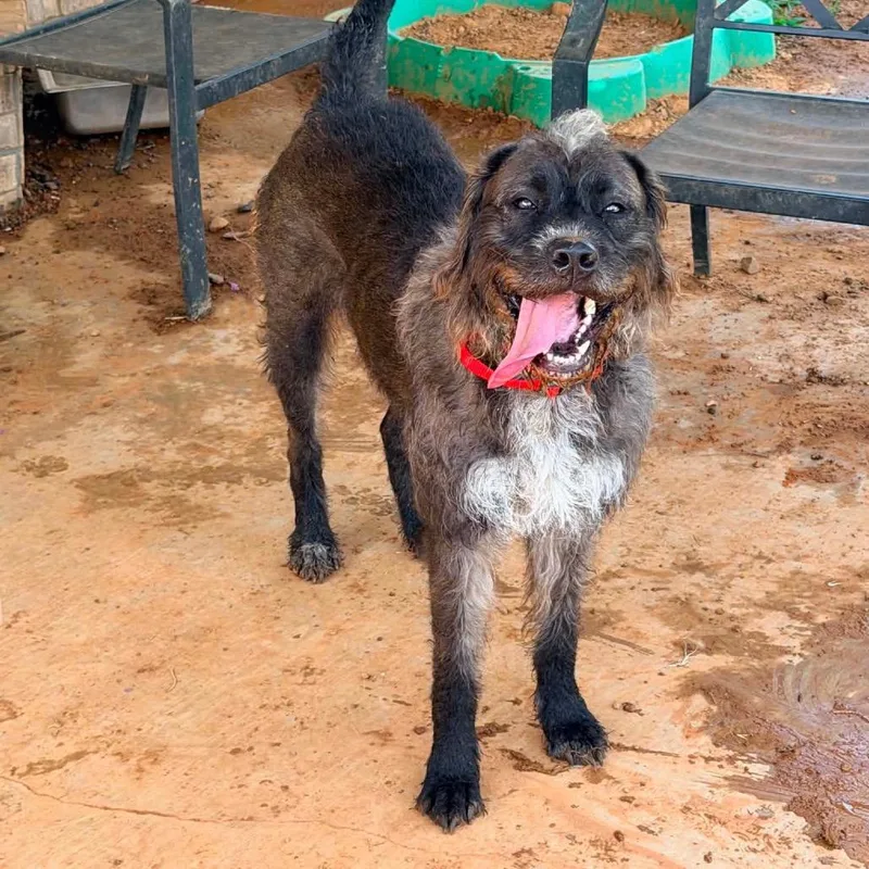 An adult large-sized female Gray / Blue / Silver Wirehaired Pointing Griffon dog named Xena for adoption in Hackett, AR