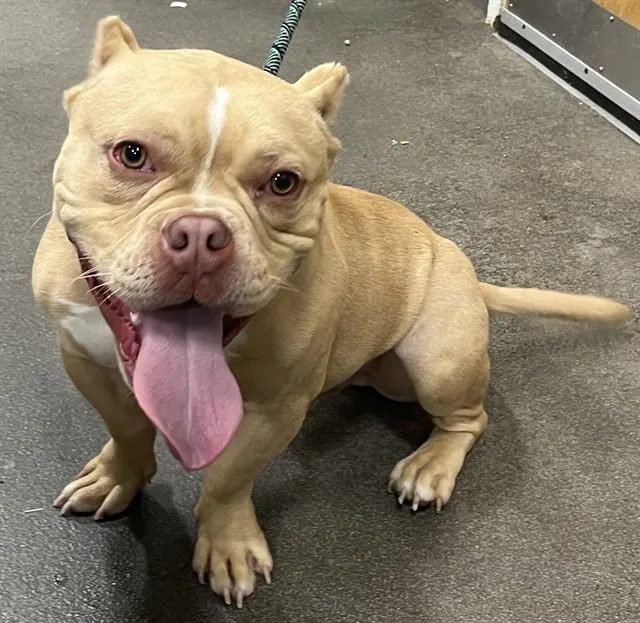 An adult medium-sized male English Bulldog dog named Cashew for adoption in Upper Marlboro, MD