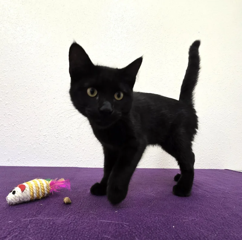 A baby medium-sized male Black Domestic Short Hair cat named Mowgli for adoption in Red Wing, MN