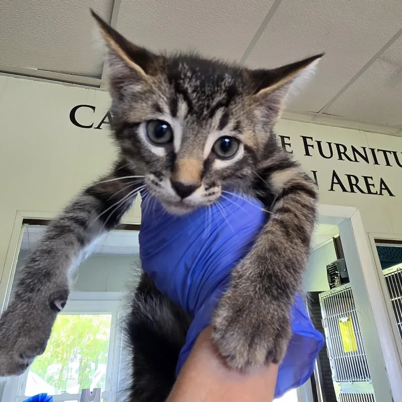 A baby small-sized male Buff / Tan / Fawn Domestic Short Hair cat named Tulum Beach for adoption in Troy, IL