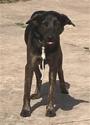 An adult large-sized male Mixed Breed dog named Ringo for adoption in Dallas, TX