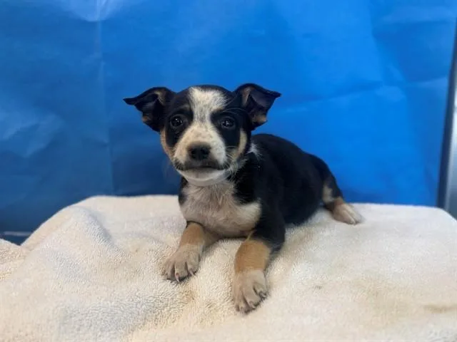 A baby small-sized female Australian Shepherd dog named Puppy for adoption in Lancaster, CA