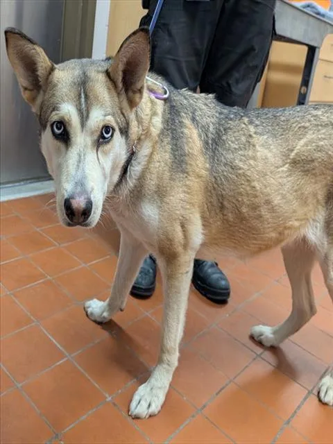 A young large-sized female Siberian Husky dog named Nina Simone for adoption in Camarillo, CA