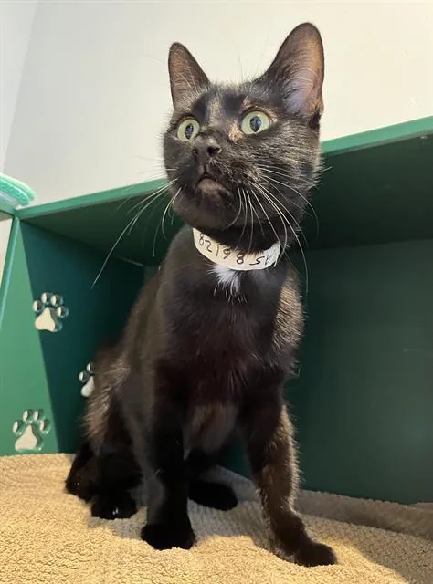 A young small-sized female Domestic Short Hair cat named Lorena for adoption in San Francisco, CA