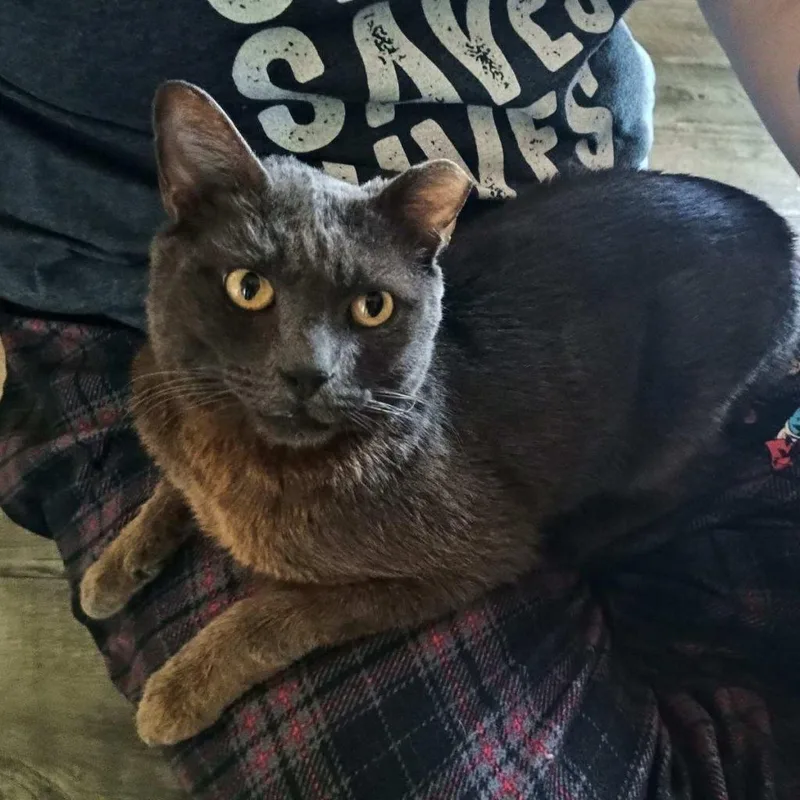 Billy Pilgrim thumbnail 2