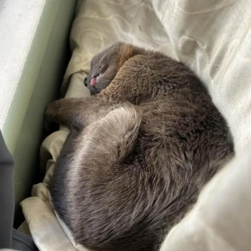 Billy Pilgrim thumbnail 4