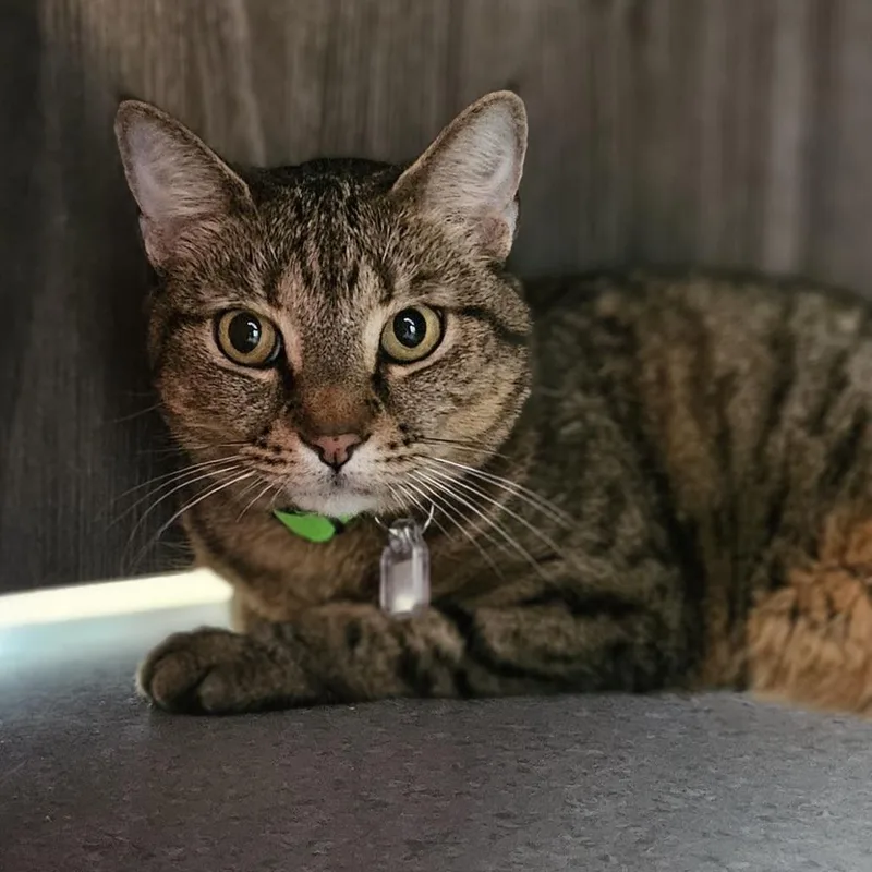 A young medium-sized female Gray / Blue / Silver Domestic Short Hair cat named Luca for adoption in Lakewood, CO