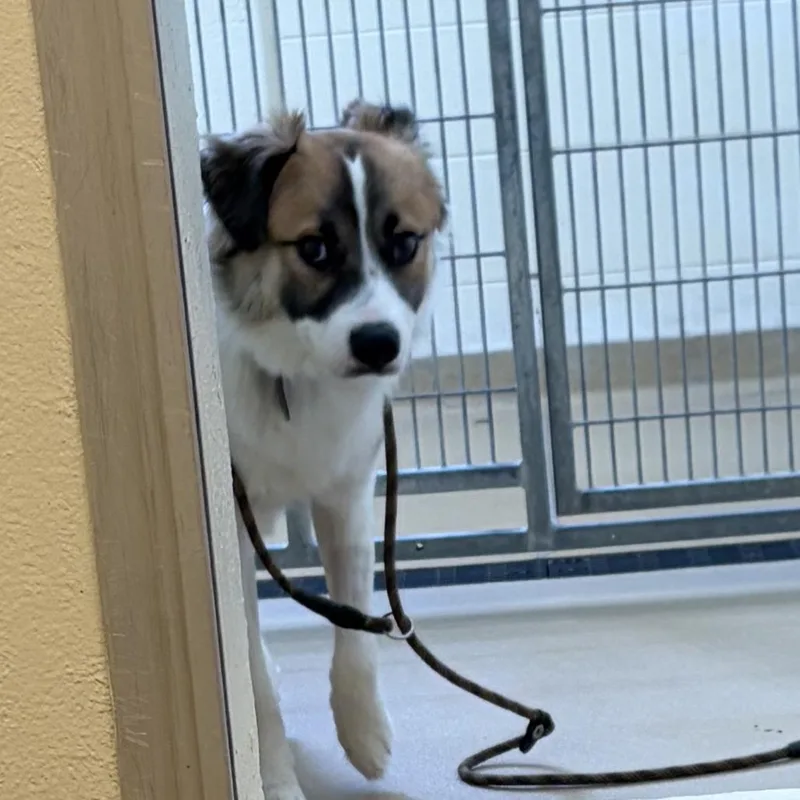 A young medium-sized male White / Cream Mixed Breed dog named Maximus for adoption in Asheville, NC