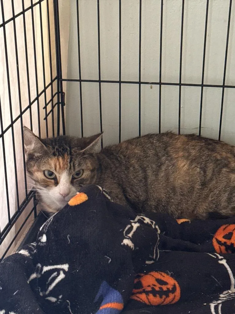 An adult small-sized female Domestic Short Hair cat named Annabelle for adoption in Pine Grove, PA