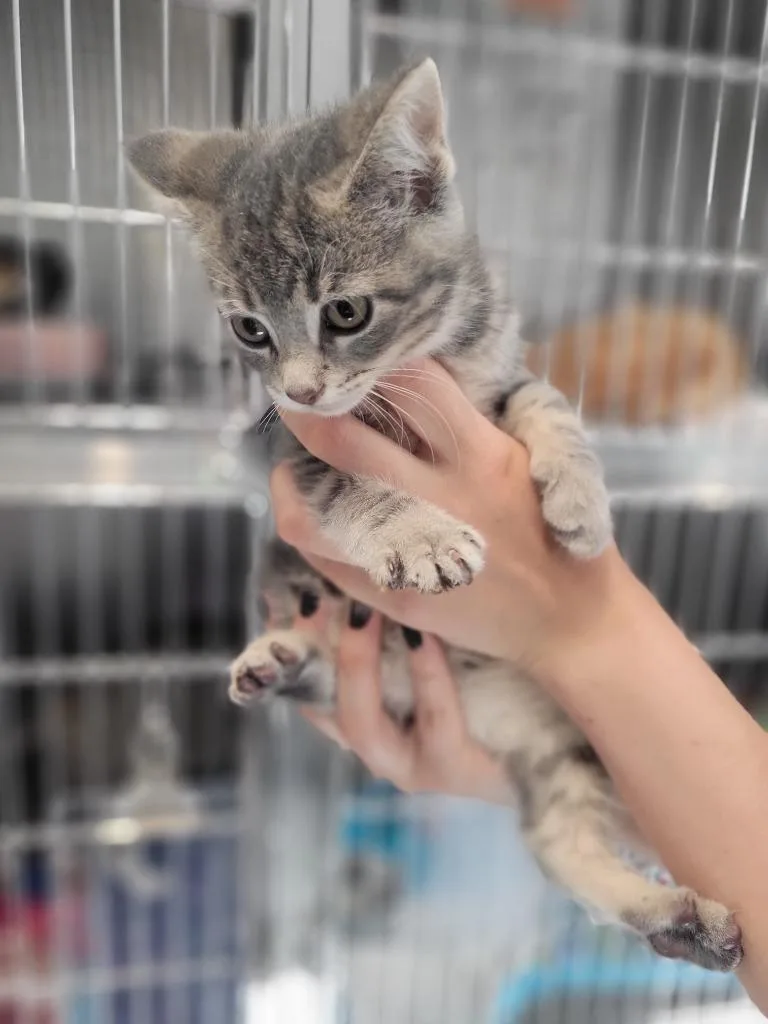 A baby medium-sized female Domestic Short Hair cat named A Autumn for adoption in Ashland, WI