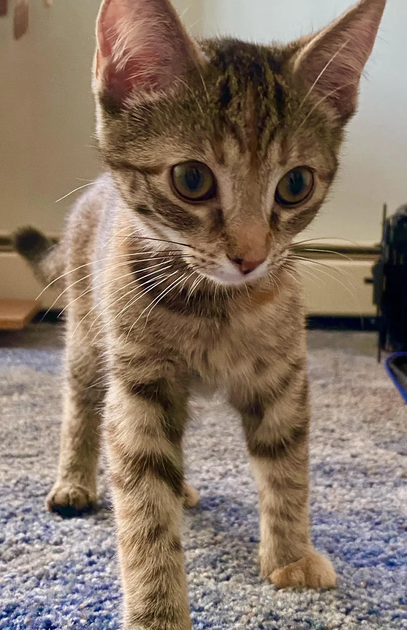 A baby medium-sized female Brown / Chocolate Torbie cat named Marigold for adoption in Red Bank, NJ