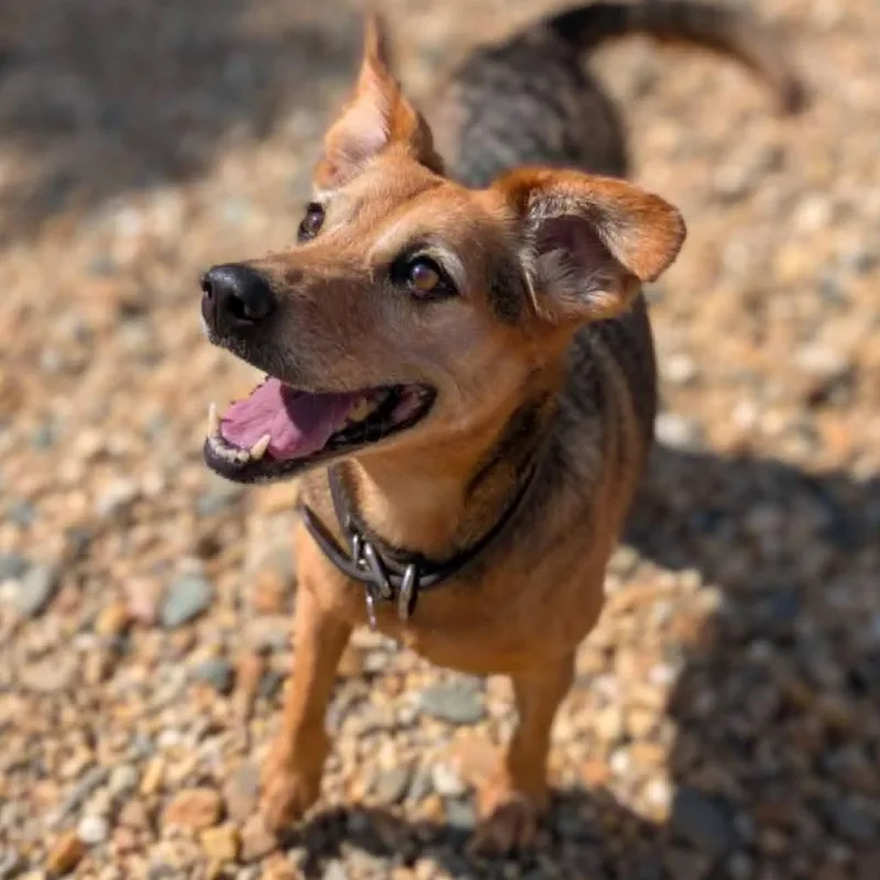 A senior medium-sized female Yellow / Tan / Blond / Fawn Beagle dog named Daisy_bonded w Dolly for adoption in Lenoir, NC