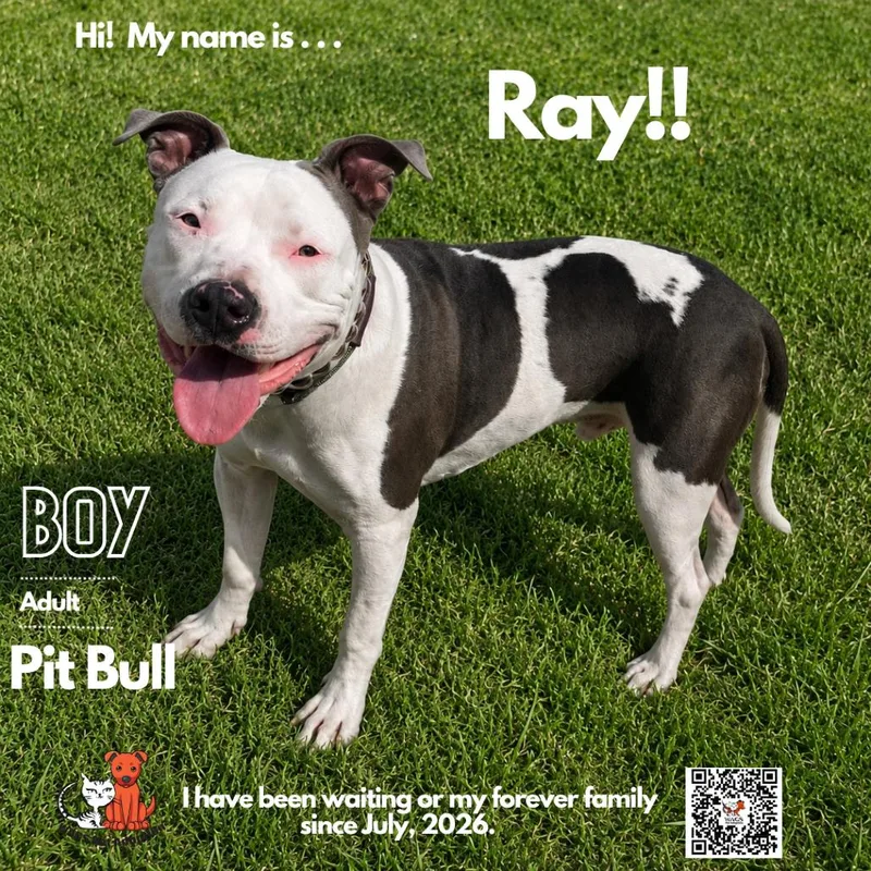 An adult medium-sized male White / Cream Pit Bull Terrier dog named Ray for adoption in Westminster, CA