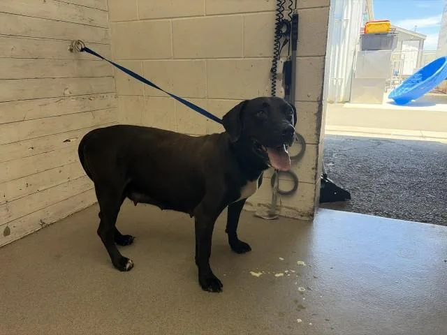 A young large-sized female Pit Bull Terrier dog named Rhea for adoption in San Bernardino, CA