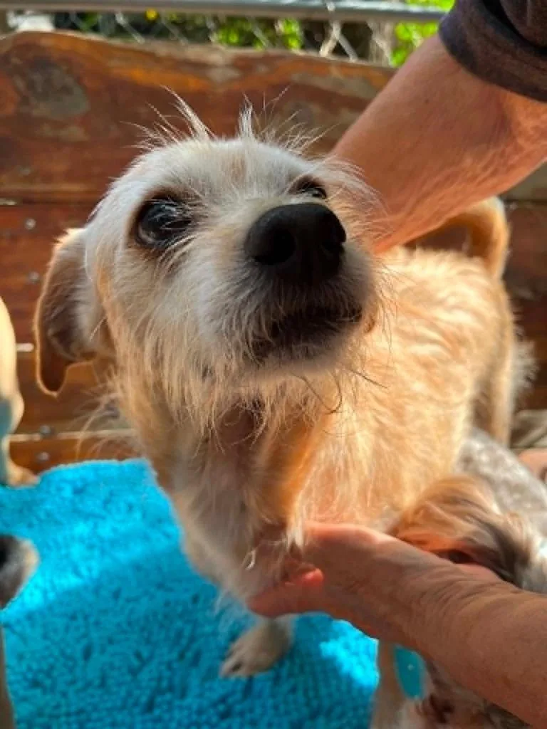 A senior small-sized male Yellow / Tan / Blond / Fawn Cairn Terrier dog named Latte  RI for adoption in Bryan, TX