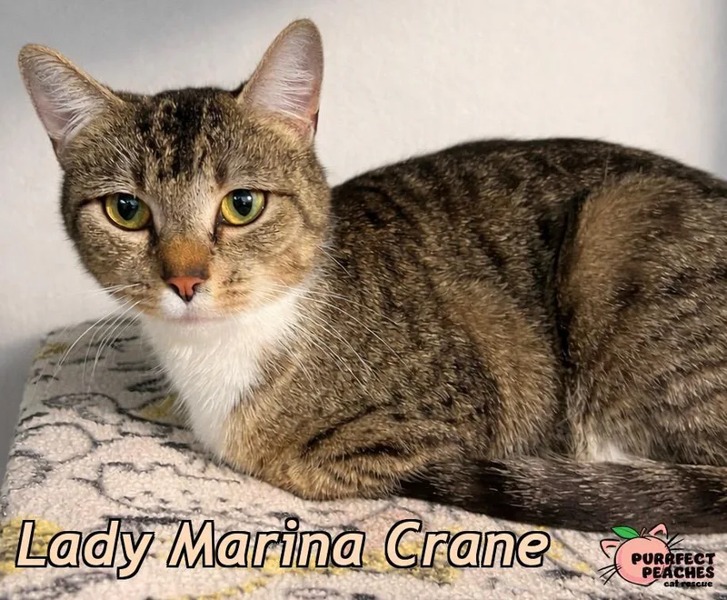 A young medium-sized female Domestic Short Hair cat named Lady Marina Crane for adoption in Douglasville, GA