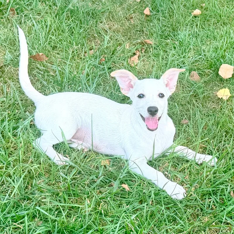 A baby medium-sized female White / Cream Terrier dog named Tamale for adoption in La Grange, KY