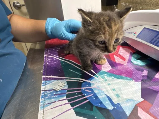 A baby small-sized female Domestic Short Hair cat named Flor for adoption in Riverside, CA
