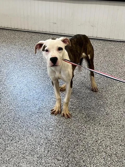 A baby medium-sized female Mixed Breed dog named Eddie for adoption in Palmetto, FL