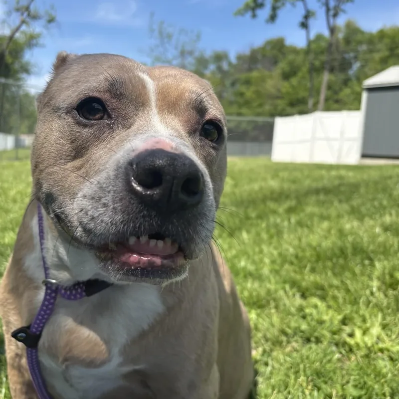 An adult large-sized male Gray / Blue / Silver Pit Bull Terrier dog named Buck for adoption in Saint Charles, MO
