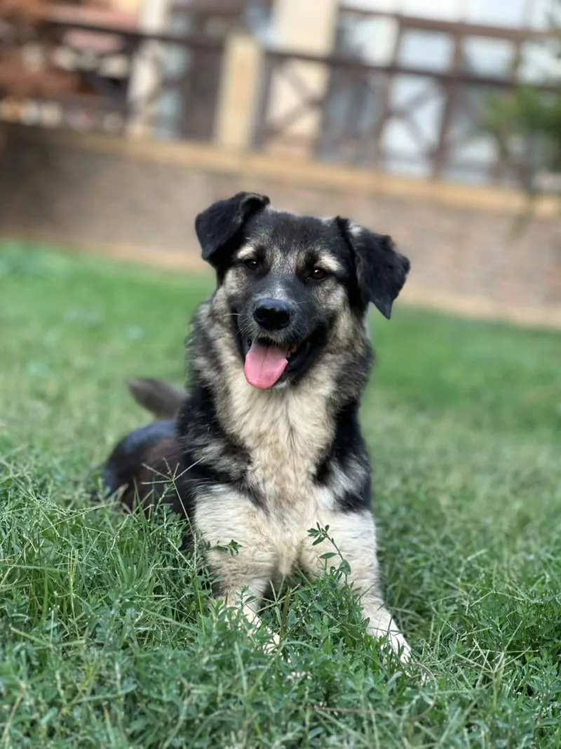 A young medium-sized female Canaan Dog dog named Ari for adoption in New York, NY
