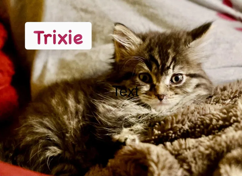 A baby medium-sized female Domestic Long Hair cat named Trixie for adoption in Reston, VA