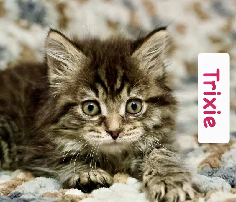 Trixie thumbnail 3