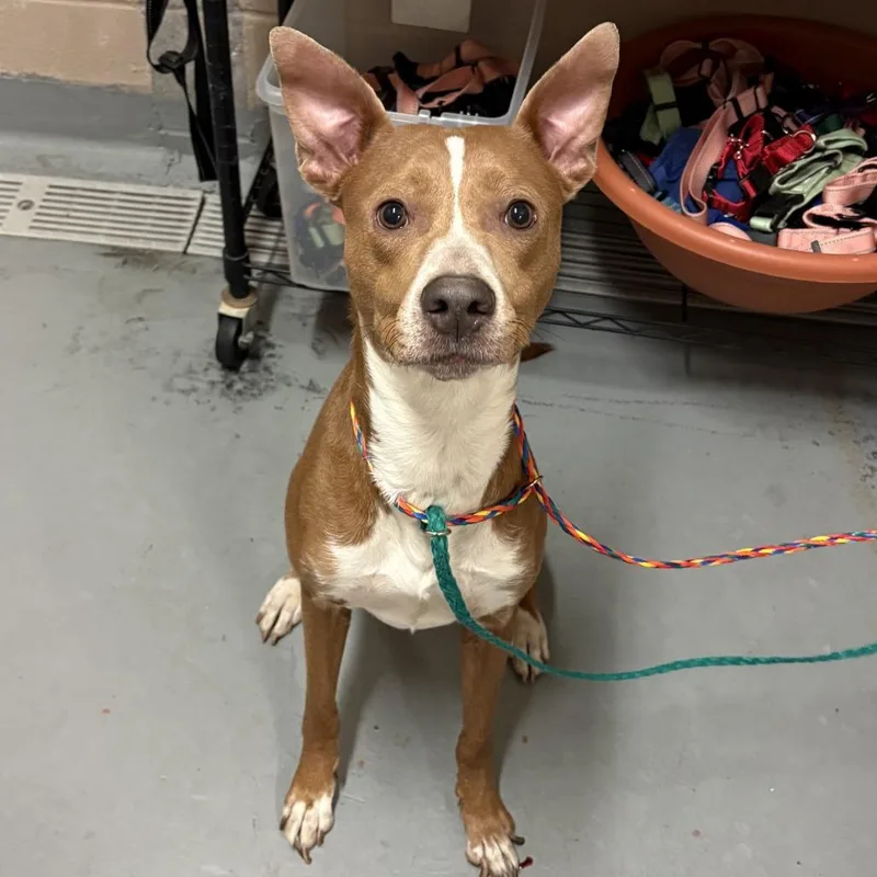 An adult medium-sized female Brown / Chocolate Pit Bull Terrier dog named Tilly for adoption in Tacoma, WA