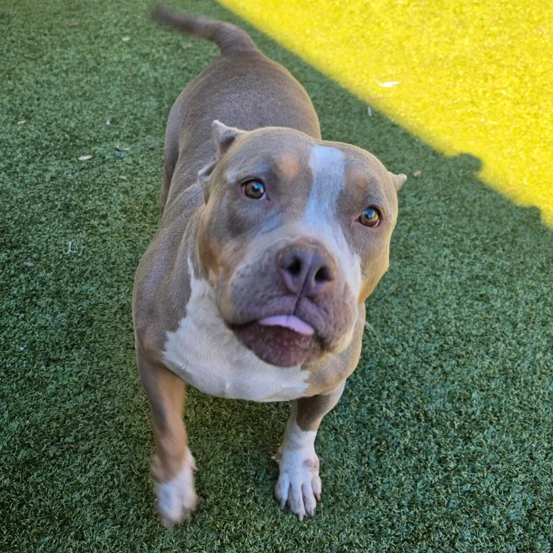 An adult medium-sized female Brown / Chocolate English Bulldog dog named Popcorn for adoption in Greensboro, NC