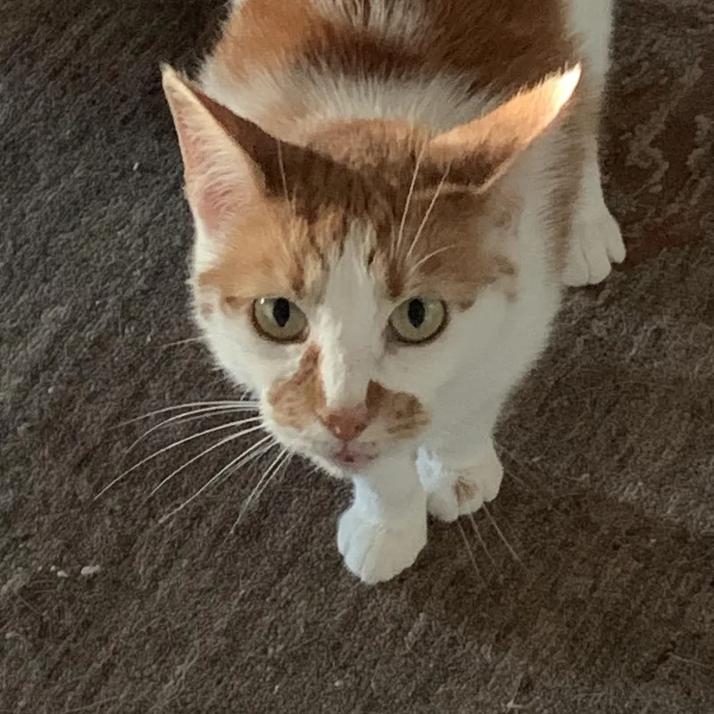 An adult small-sized female White Domestic Short Hair cat named Sophia for adoption in Lynchburg, VA