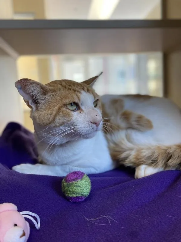An adult medium-sized male Domestic Short Hair cat named Stang for adoption in Monterey, CA