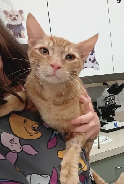 A young small-sized male Domestic Short Hair cat named Simba for adoption in Palm Coast, FL