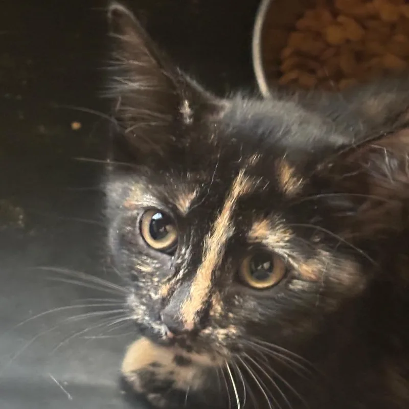 A baby small-sized female Black Domestic Short Hair cat named Cleo for adoption in Rochester, MN