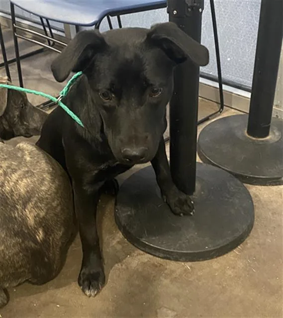 A young large-sized female Mixed Breed dog named Tod for adoption in Dallas, TX