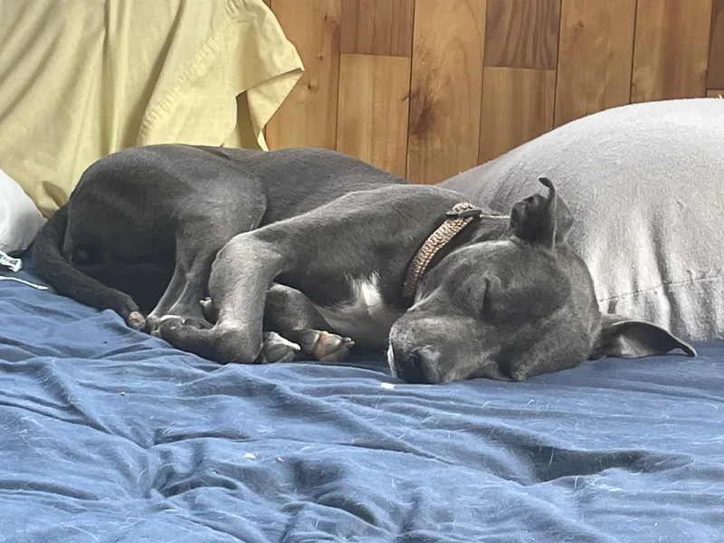 A young medium-sized female Gray / Blue / Silver Pit Bull Terrier dog named Poppi for adoption in Center Tuftonboro, NH