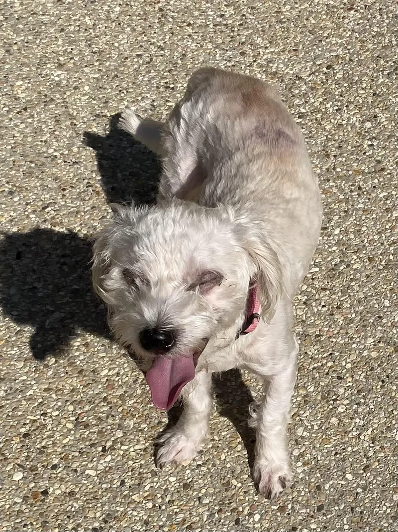 An adult small-sized male White / Cream Poodle dog named Sutton for adoption in Baker, LA