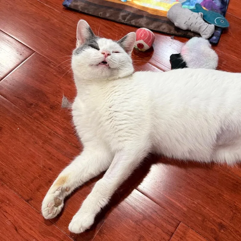An adult medium-sized male White Domestic Short Hair cat named Spud for adoption in Gibsonia, PA