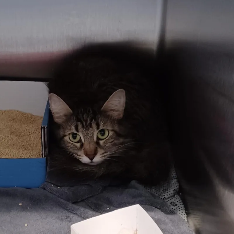 An adult medium-sized female Brown / Chocolate Domestic Short Hair cat named Heidegger for adoption in Oak Park, IL