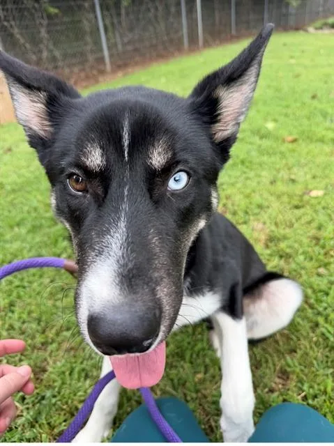 A young medium-sized male Siberian Husky dog named Schnucki for adoption in Charlotte, NC