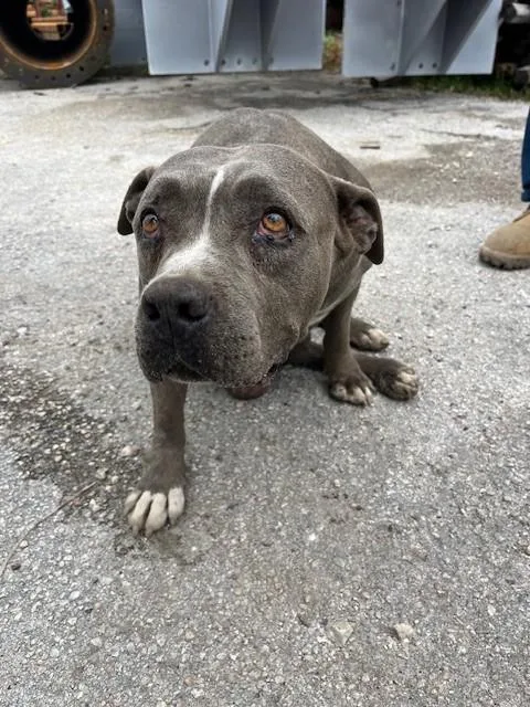 An adult large-sized female Pit Bull Terrier dog named Alexa for adoption in Miami, FL
