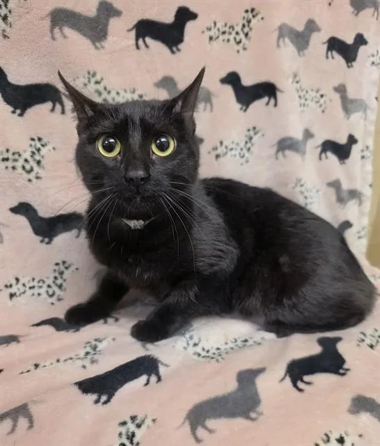A young small-sized female Domestic Short Hair cat named Nutella for adoption in Castaic, CA