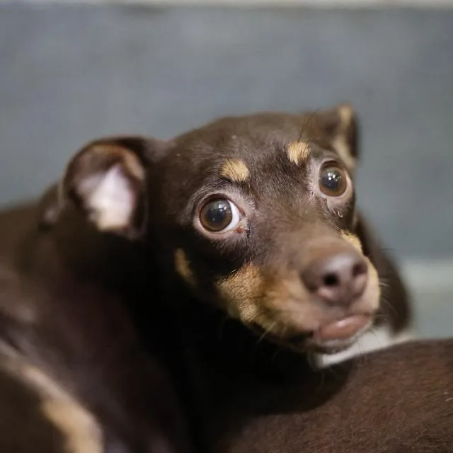 A young small-sized female Chihuahua dog named Chiquita for adoption in San Antonio, TX