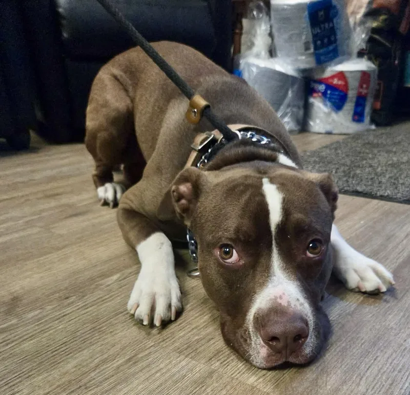 A young medium-sized male Brown / Chocolate Mixed Breed dog named Aldo for adoption in McKeesport, PA