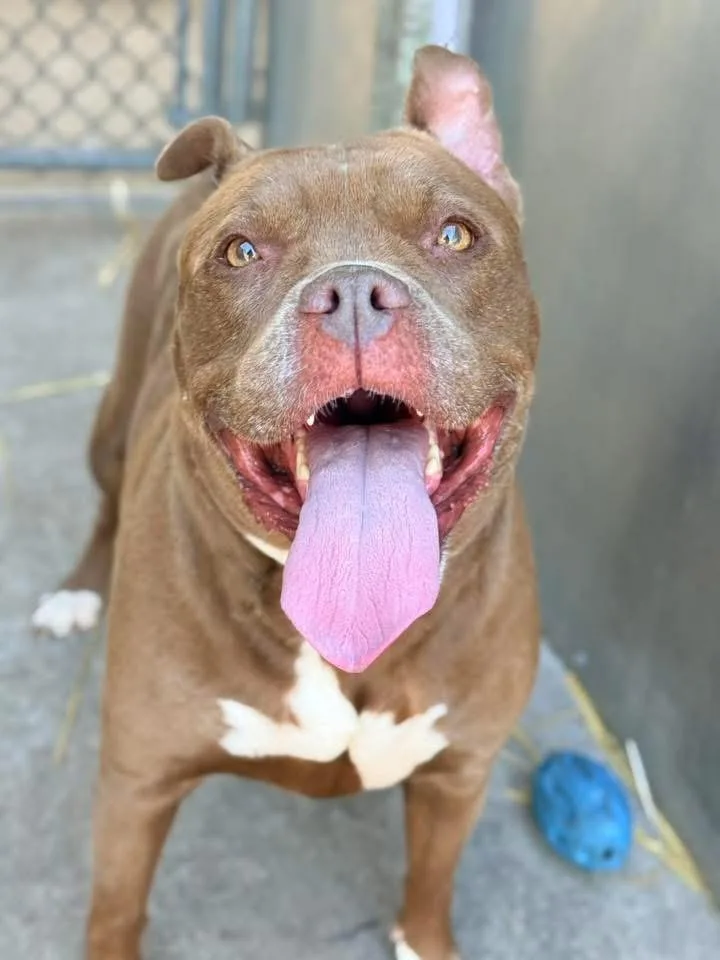 A senior medium-sized female Brown / Chocolate Pit Bull Terrier dog named Zz Top for adoption in Chicago, IL