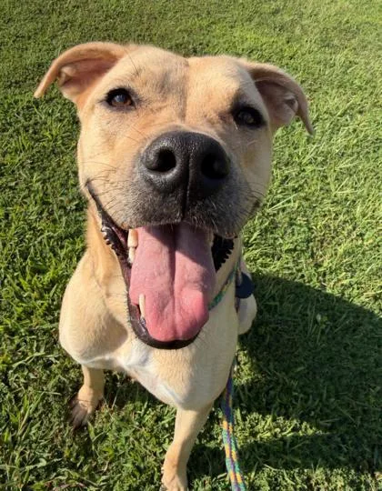 A young small-sized female Pit Bull Terrier dog named Marie for adoption in Atlanta, GA