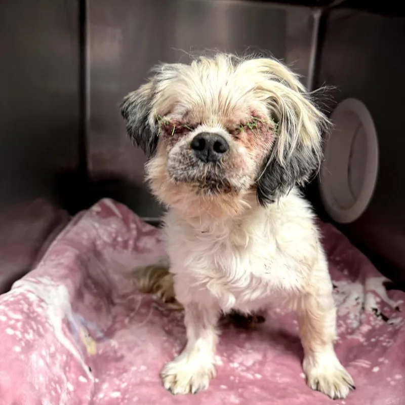 A senior small-sized male White / Cream Shih Tzu dog named Kilian for adoption in Northbrook, IL