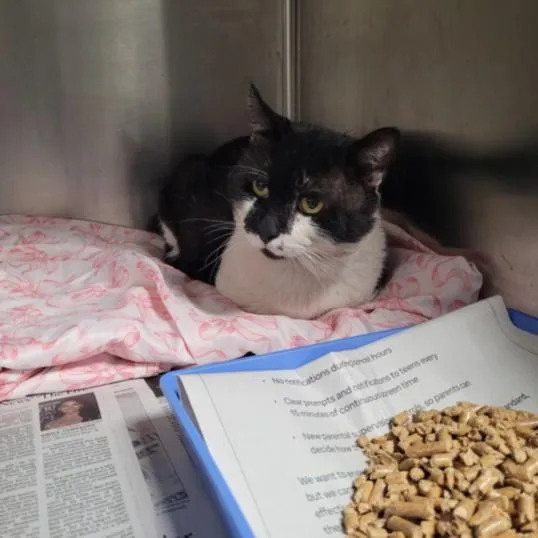 An adult large-sized male Domestic Short Hair cat named Max for adoption in Los Angeles, CA